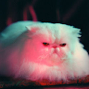 Meet your Posher, Sue